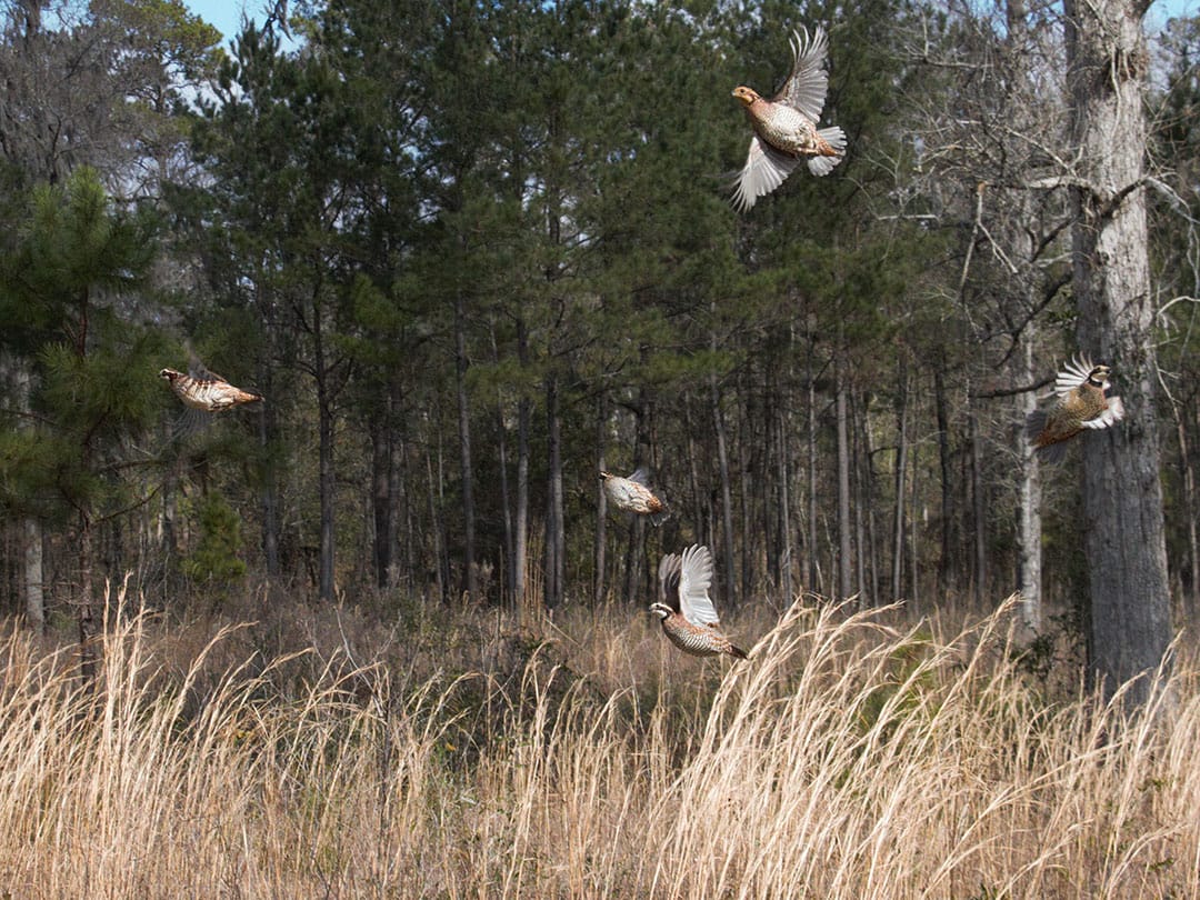 Bobwhite covey release
