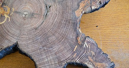 Section of longleaf pine