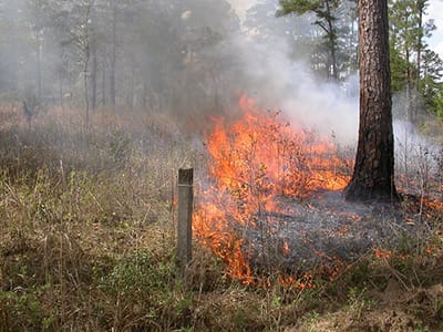 Prescribed fire