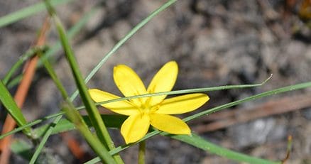 Hypoxis juncea