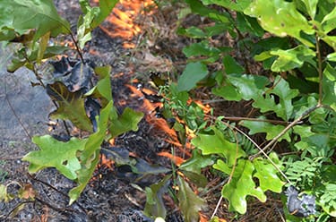 Oak Leaves