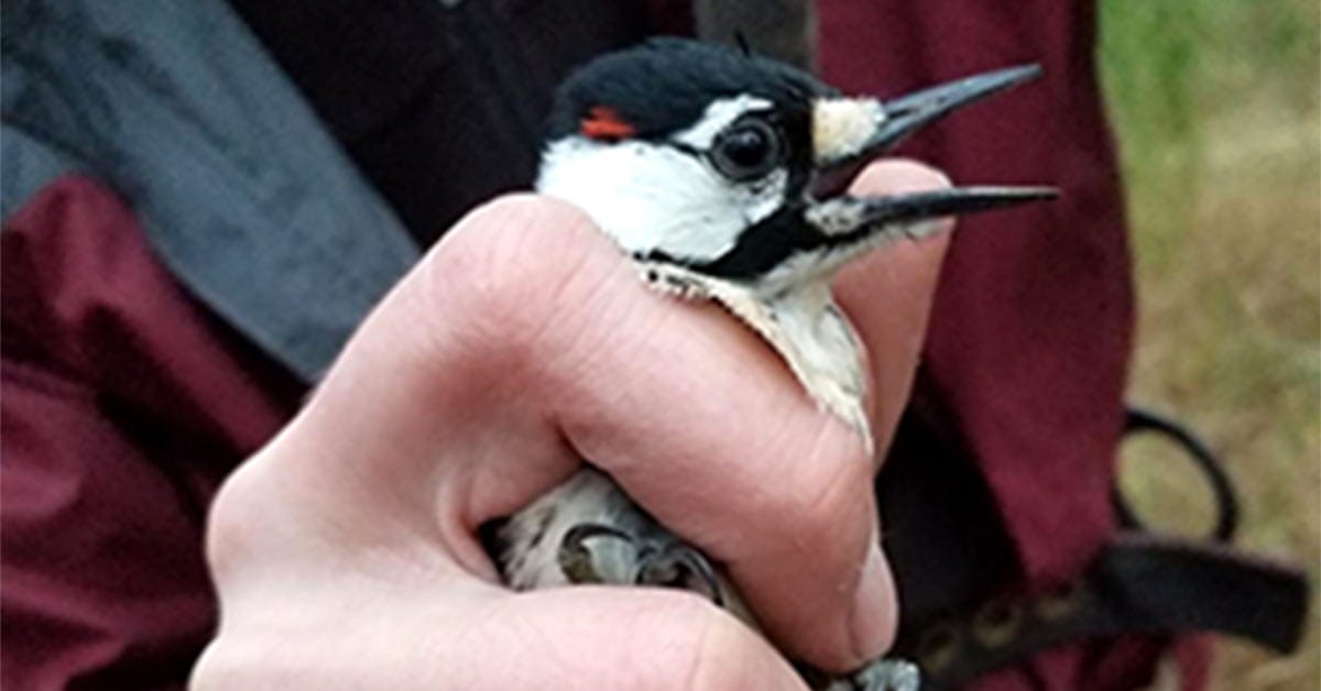 Red-cockaded Woodpeckers on Dixie Plantation