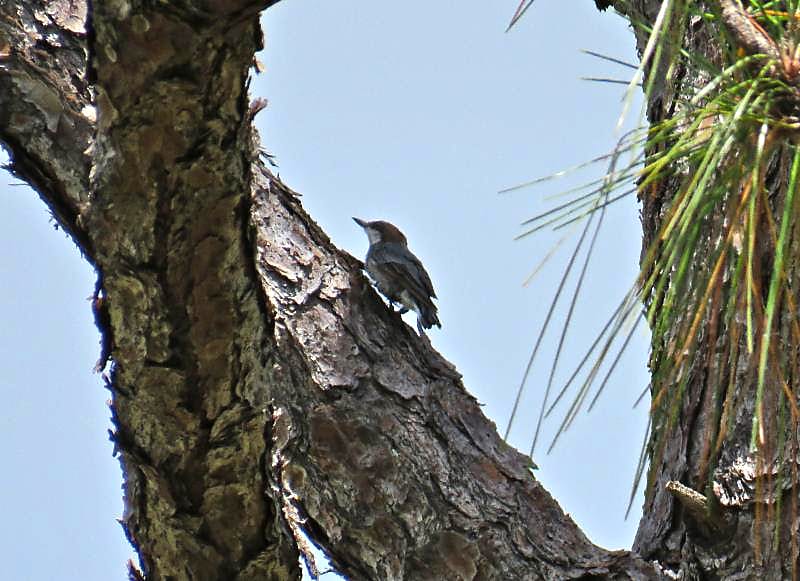 Brown-headed Nuthatch at Jonathan Dickinson State Park that was translocated in August 2018.