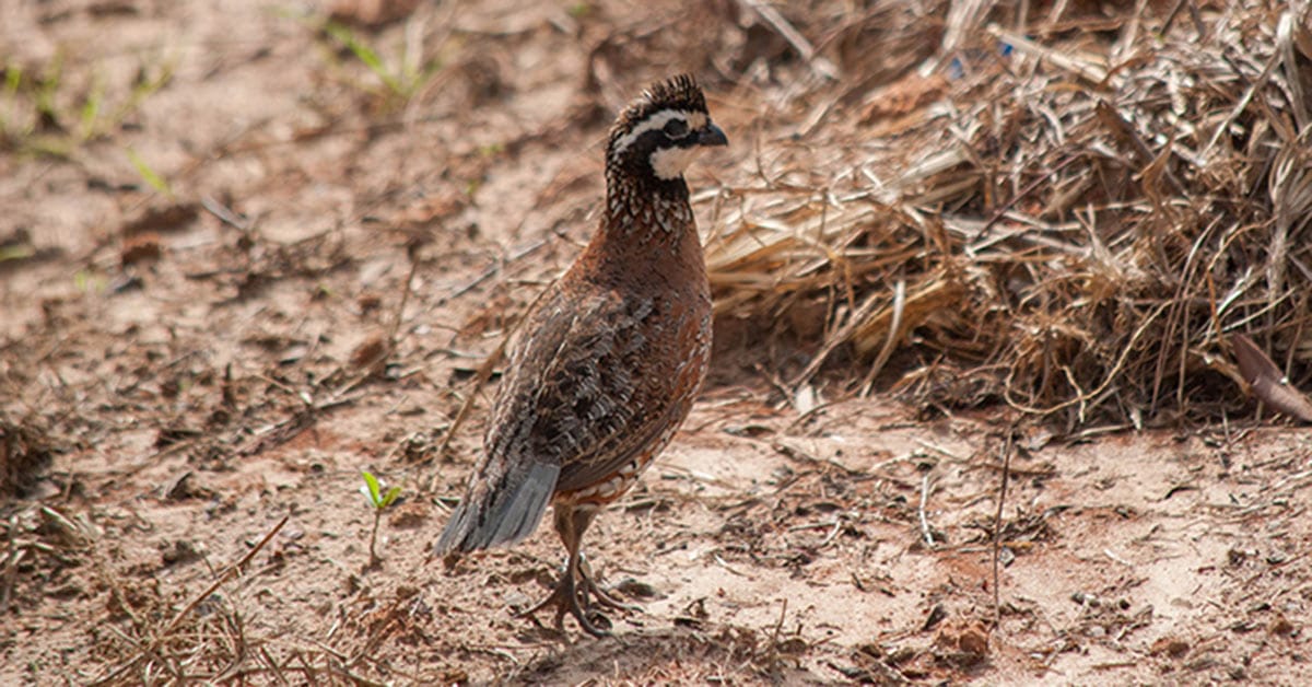 Bobwhites in the Eye of the Storm