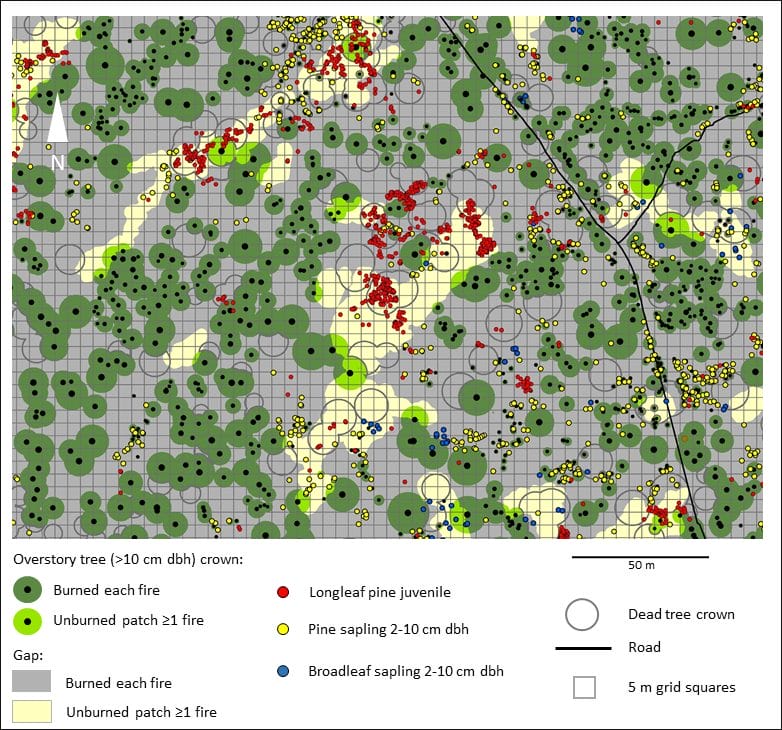 Portion of the Wade Tract showing tendency for juveniles to be located in gaps within patches that were unburned during at least one fire from 2005-2018 and within the previous crown area of large pine trees that died (dead tree crown). 