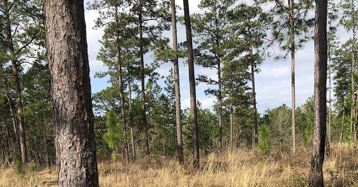Great Conditions Produce Excellent Bobwhite Hunting
