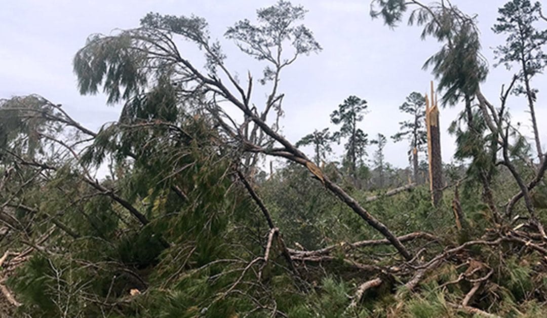 Hurricane Michael Damages Forest Lands