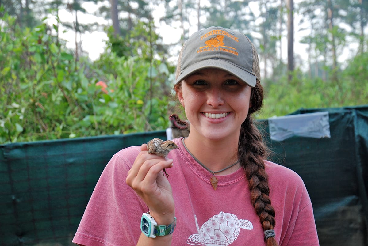 Quail Hatch