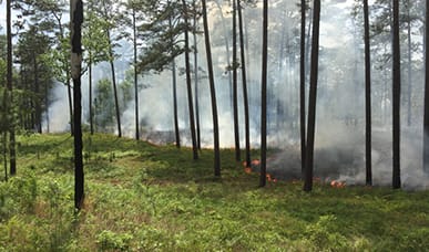 Prescribed fire