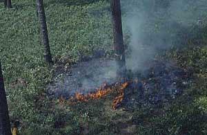 Burn Base