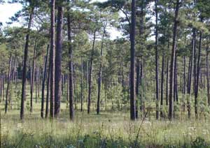 Big View