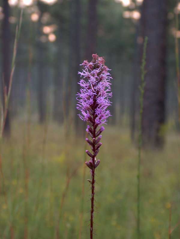 Liatris