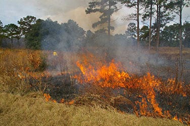 Prescribed Burning