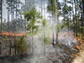 Prescribed Fire