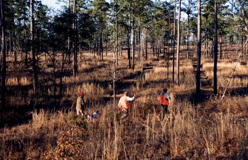 Bobwhite Hunting Report