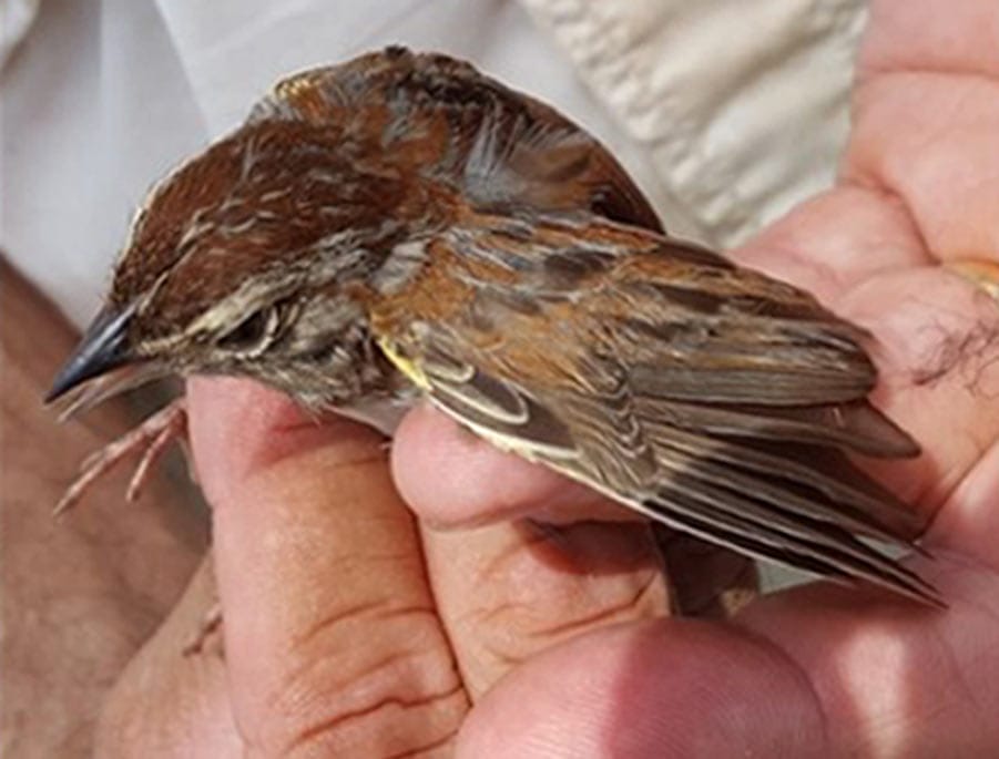 Bird Banding Trophy Catch
