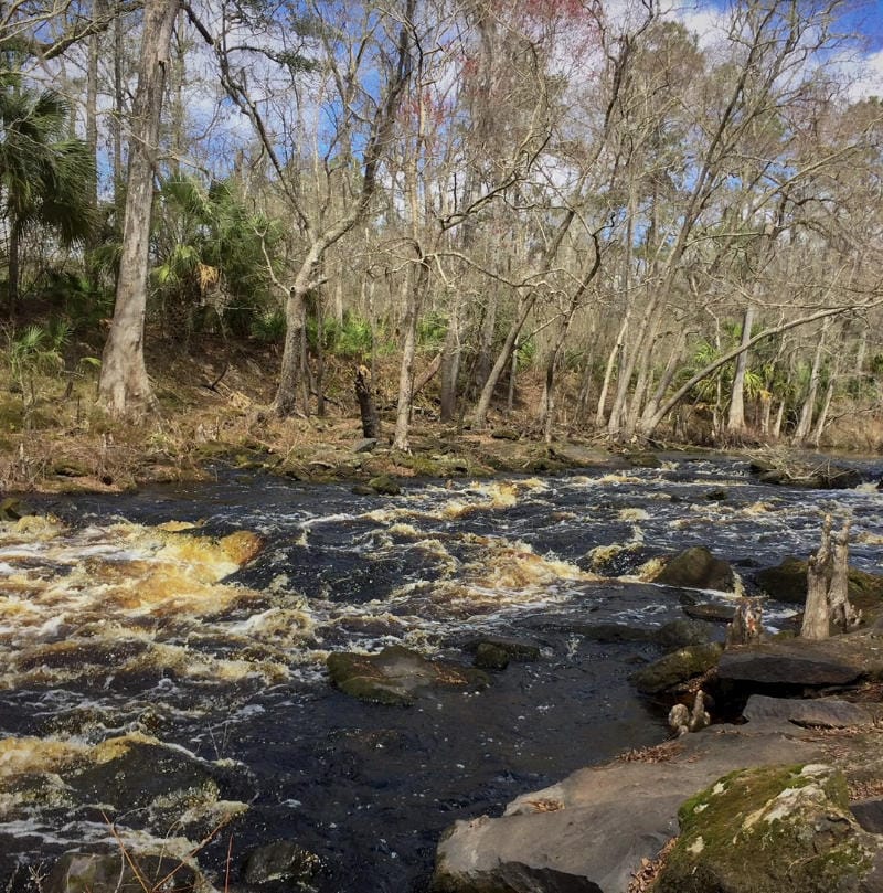Aucilla running. Photo by Preston Ballard Why the Aucilla?