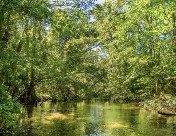 Photo by Preston Ballard Explore the Aucilla
