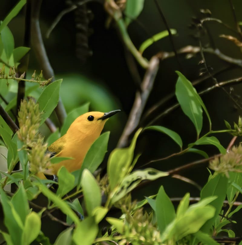 Prothonotary Warbler. Photo by Preston Ballard
