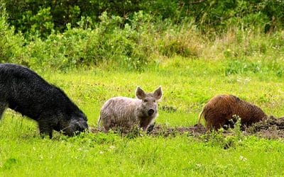 With a huge home range, where do feral hogs like to hang out?
