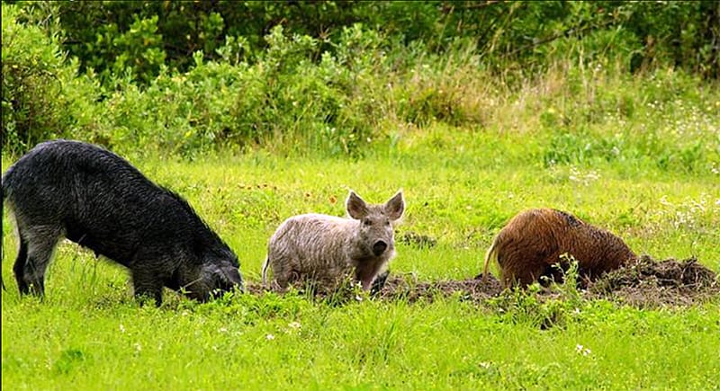 With a huge home range, where do feral hogs like to hang out?