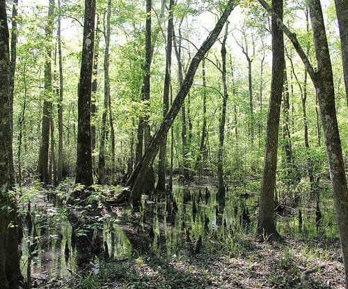 Wetlands