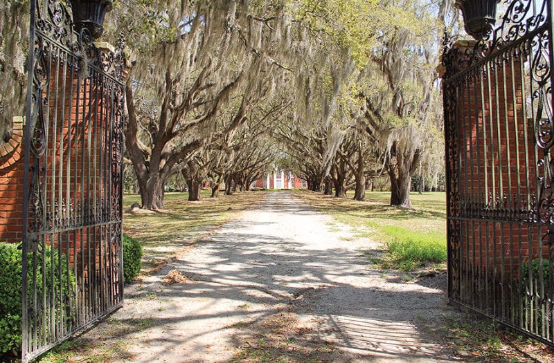 Oak Allée