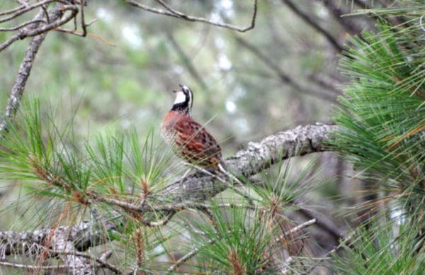 Research & Extension Services