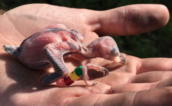 Research & Extension Services