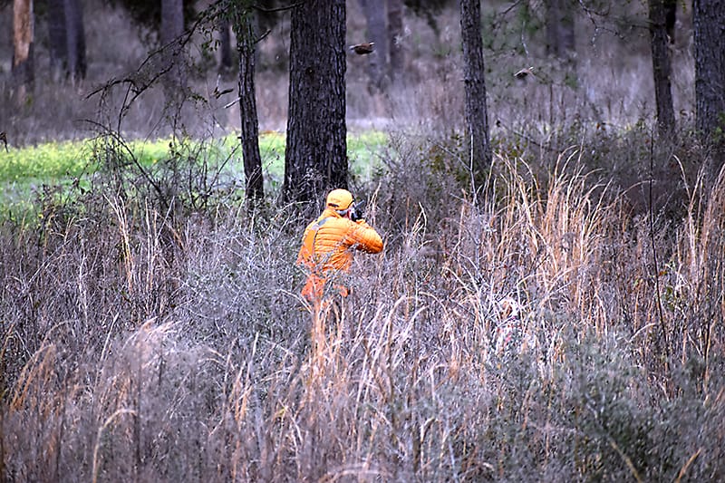 New Western Pineywoods Quail Program Established Tall Timbers