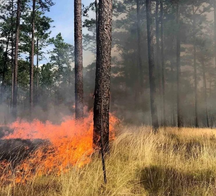 Dr. Morgan Varner Talks Extreme Wildfires on National Public Radio
