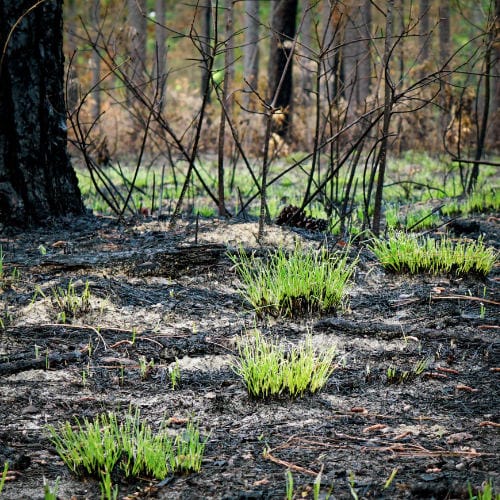 Greening up a week+ or so after prescriebed fire Joint Training