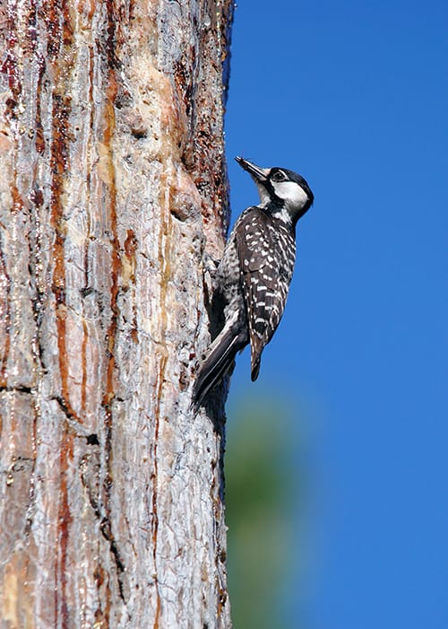 Status Change for Red-cockaded Woodpecker - Tall Timbers