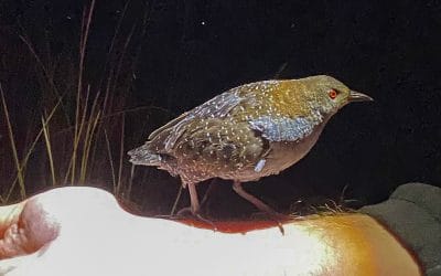 Searching for the Black Rail