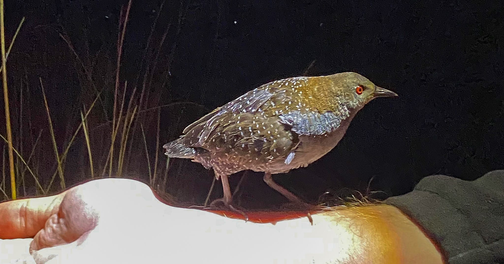 Searching for the Black Rail