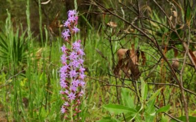 Two Rare Liatris Species