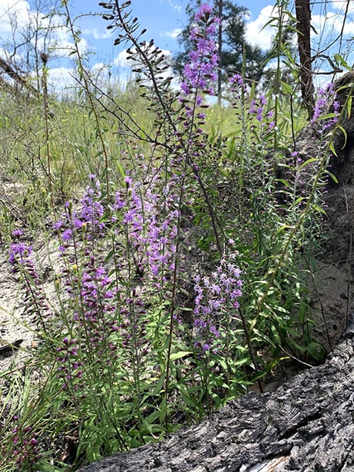 Liatris Gholsonii