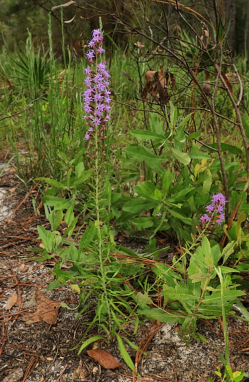 Liatris-provincialis Godfrey