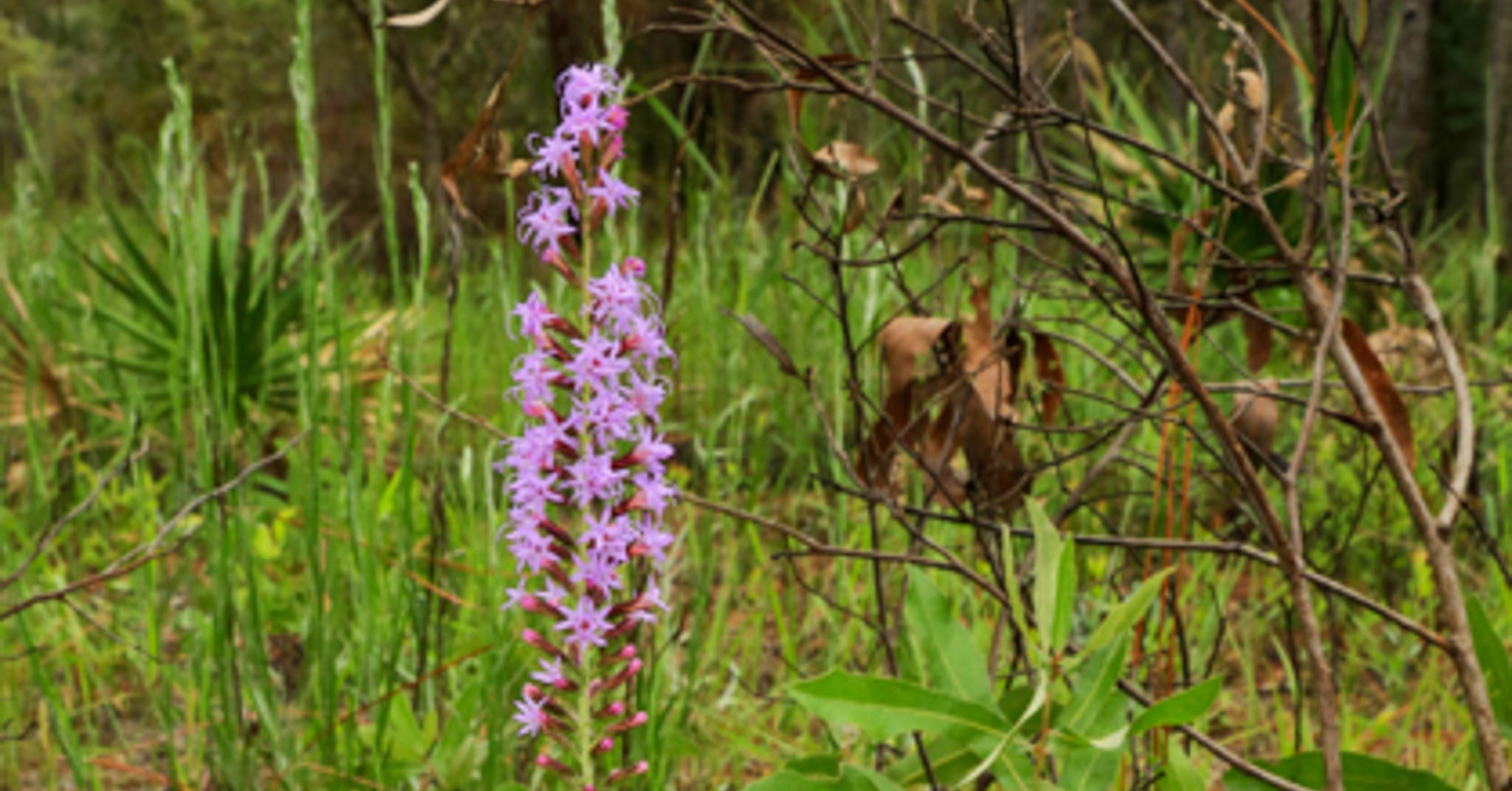 Two Rare Liatris Species