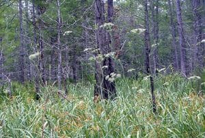 Oxypolis canbyi