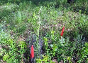 Schwalbea americana