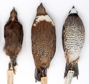 Bobwhite Comparison