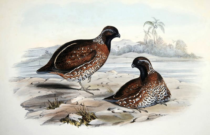 Gould’s painting of Ortyx castanea