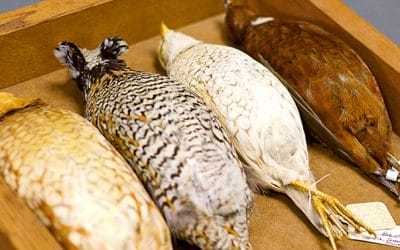 The Red Quail Mystery