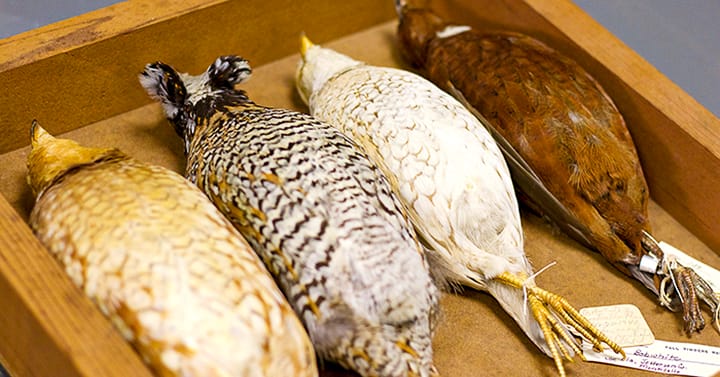 stoddard-odd-specimens_web-2