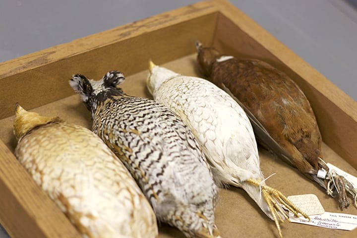 A selection of bobwhite specimens with plumage mutations