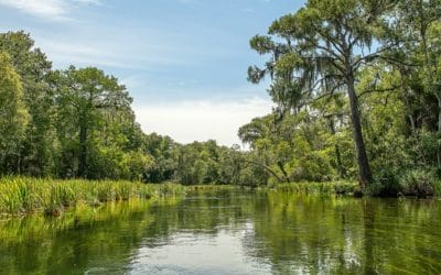 Second year of stewardship funding opens for landowners in St. Marks and Aucilla watersheds