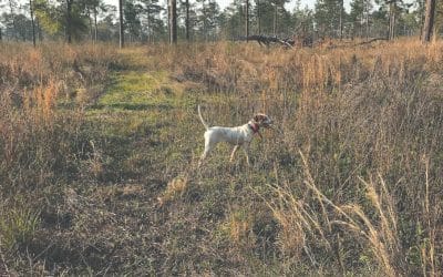 “Industry Standards” for Dog Training on Quail Hunting Courses
