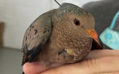 The Multiple Benefits of Quail Management