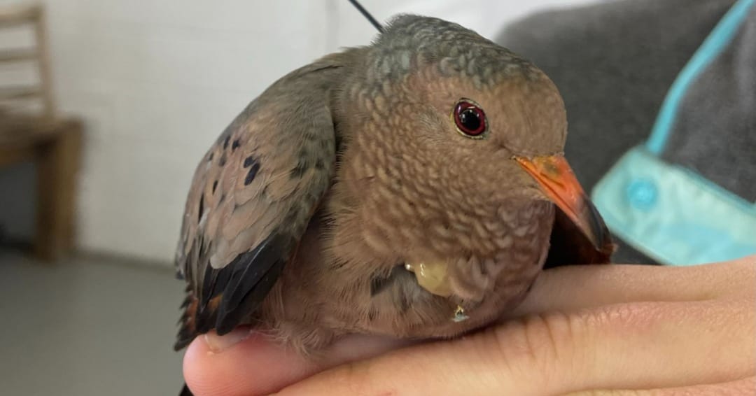 The Multiple Benefits of Quail Management